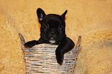 BOULEDOGUE FRANCAIS 814